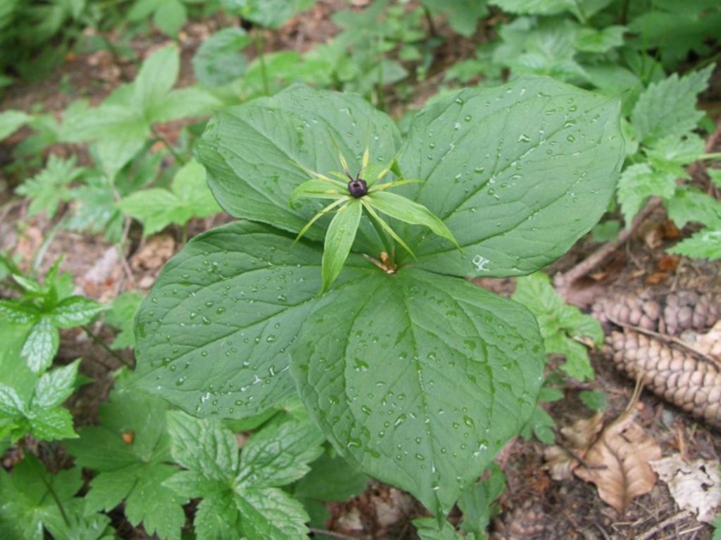 Paris quadrifolia